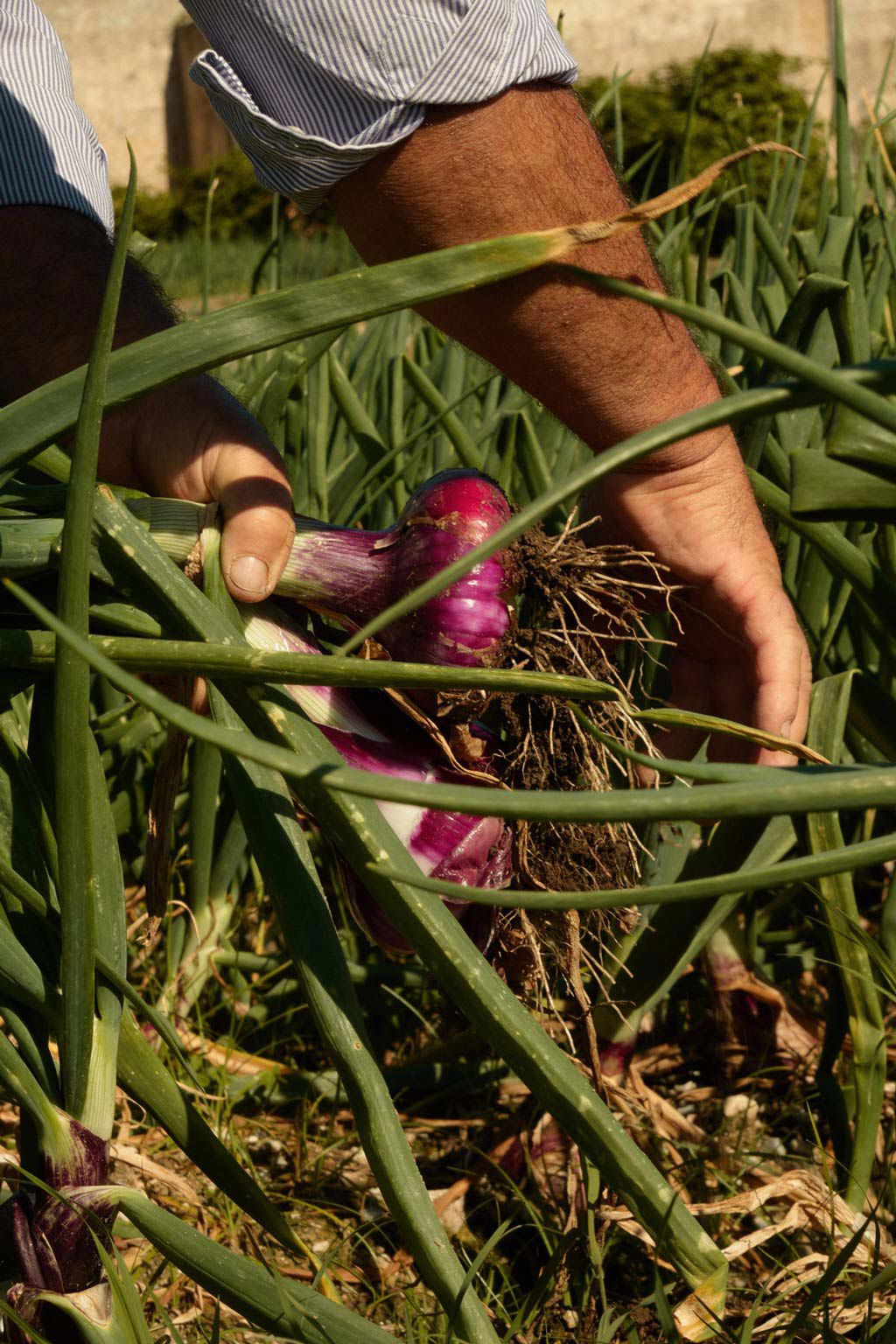 Capovaticano Resort - Gärten der Villa Paola 20