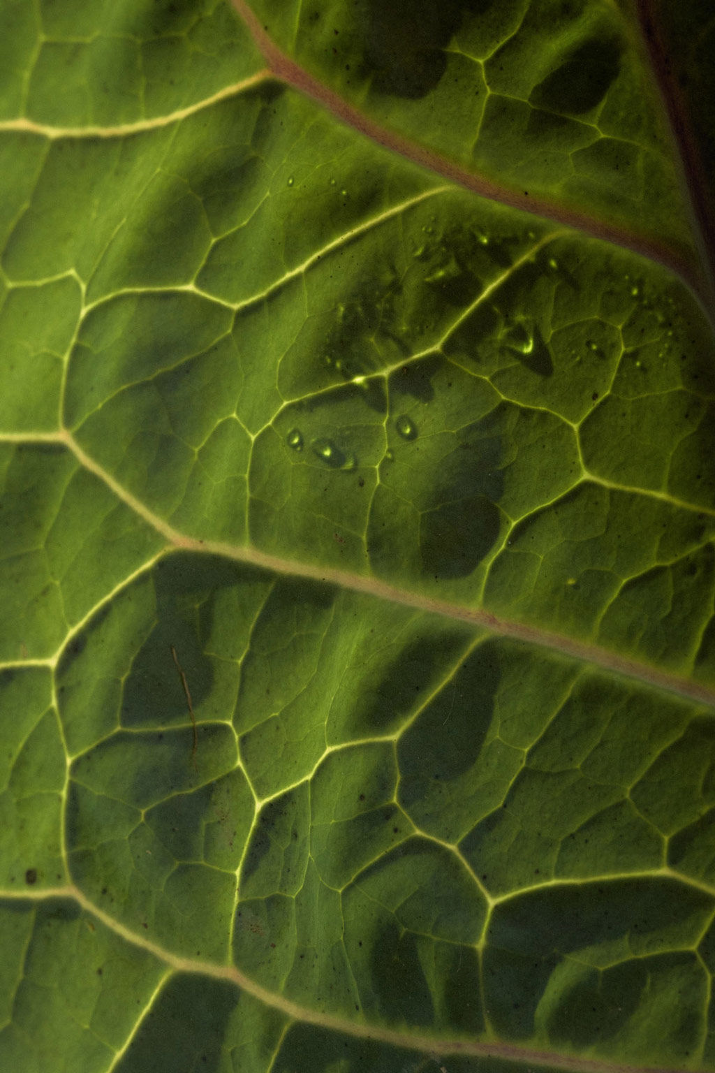 Capovaticano Resort - Gärten der Villa Paola 20