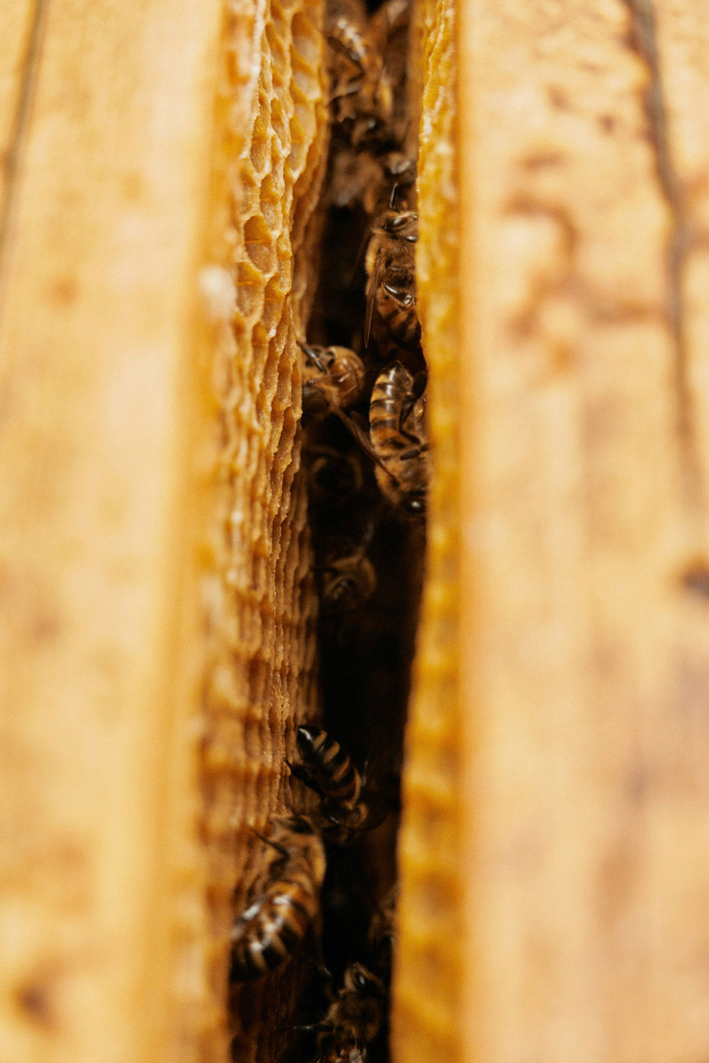 Capovaticano Resort - Ursino Bio 20