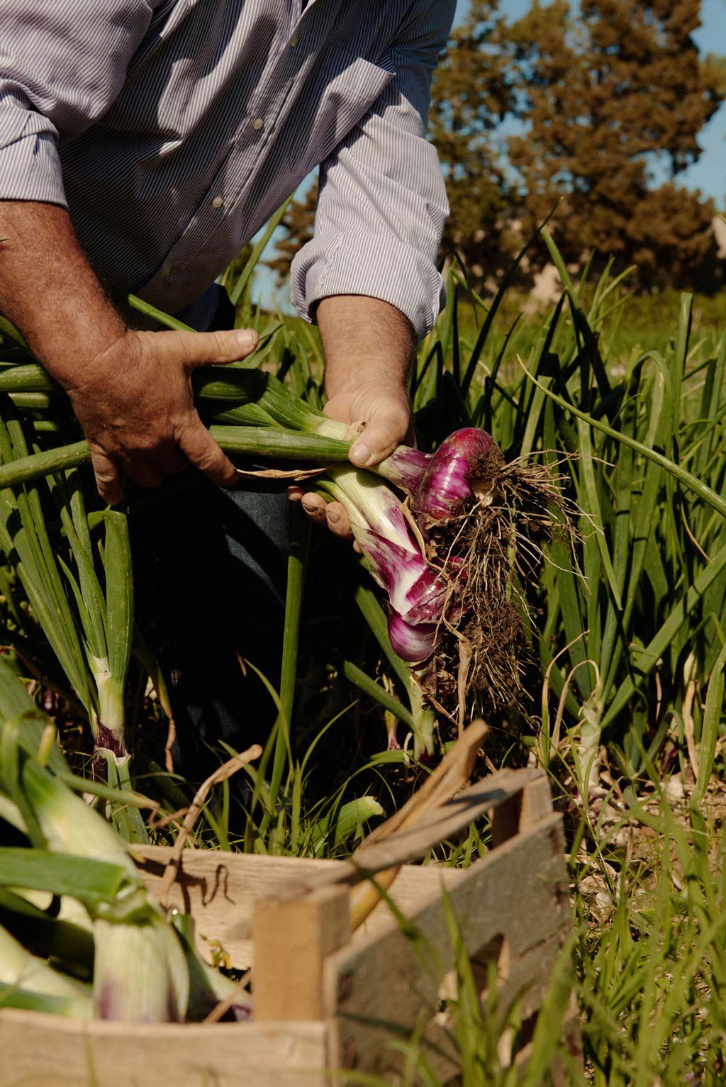 Capovaticano Resort - Gärten der Villa Paola 20