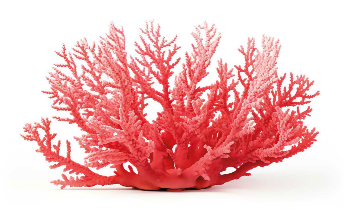 gallery/corallo.jpg gallery/corallo.jpg