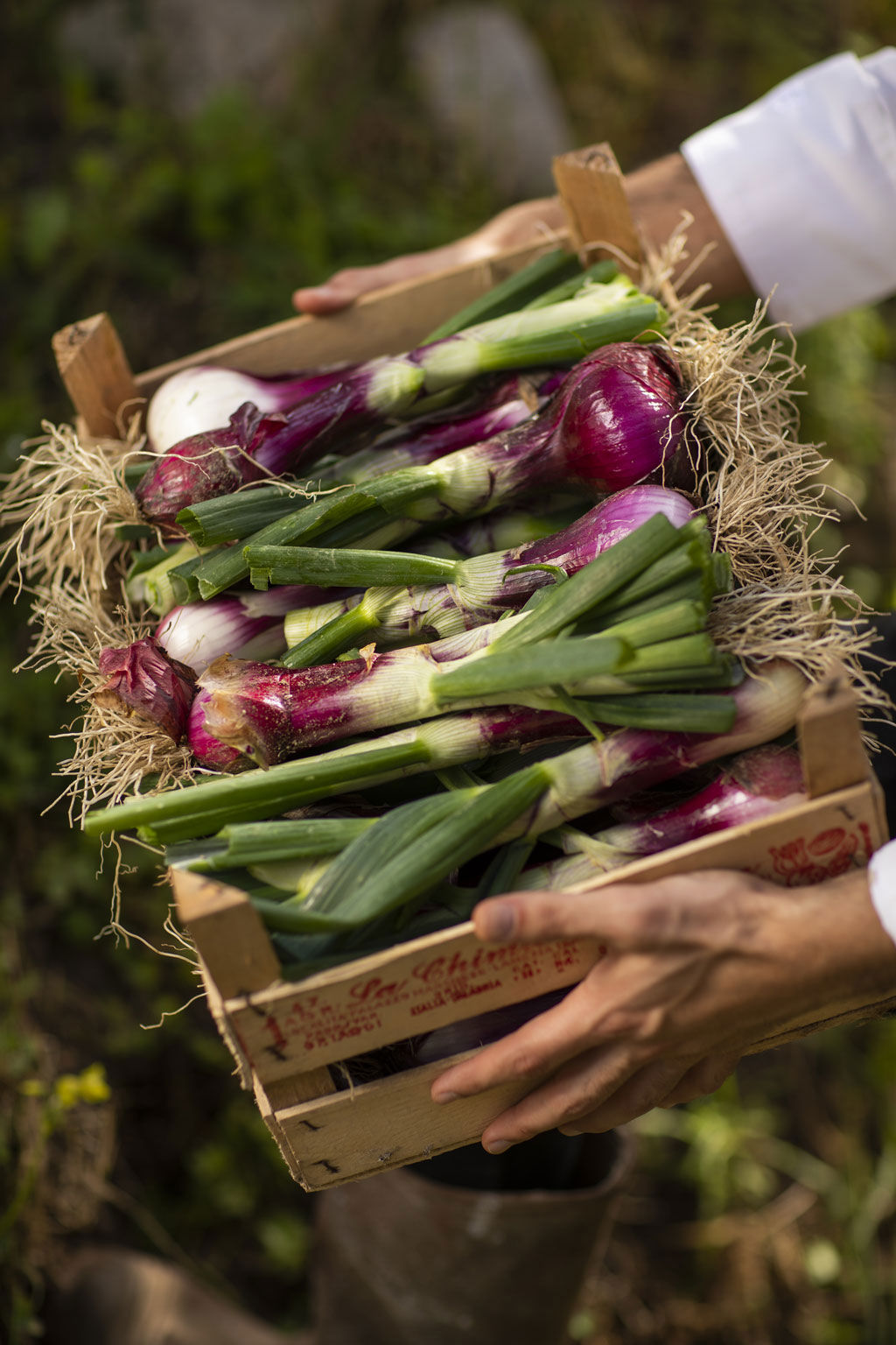Villa Paola - Dienstleistungen 2