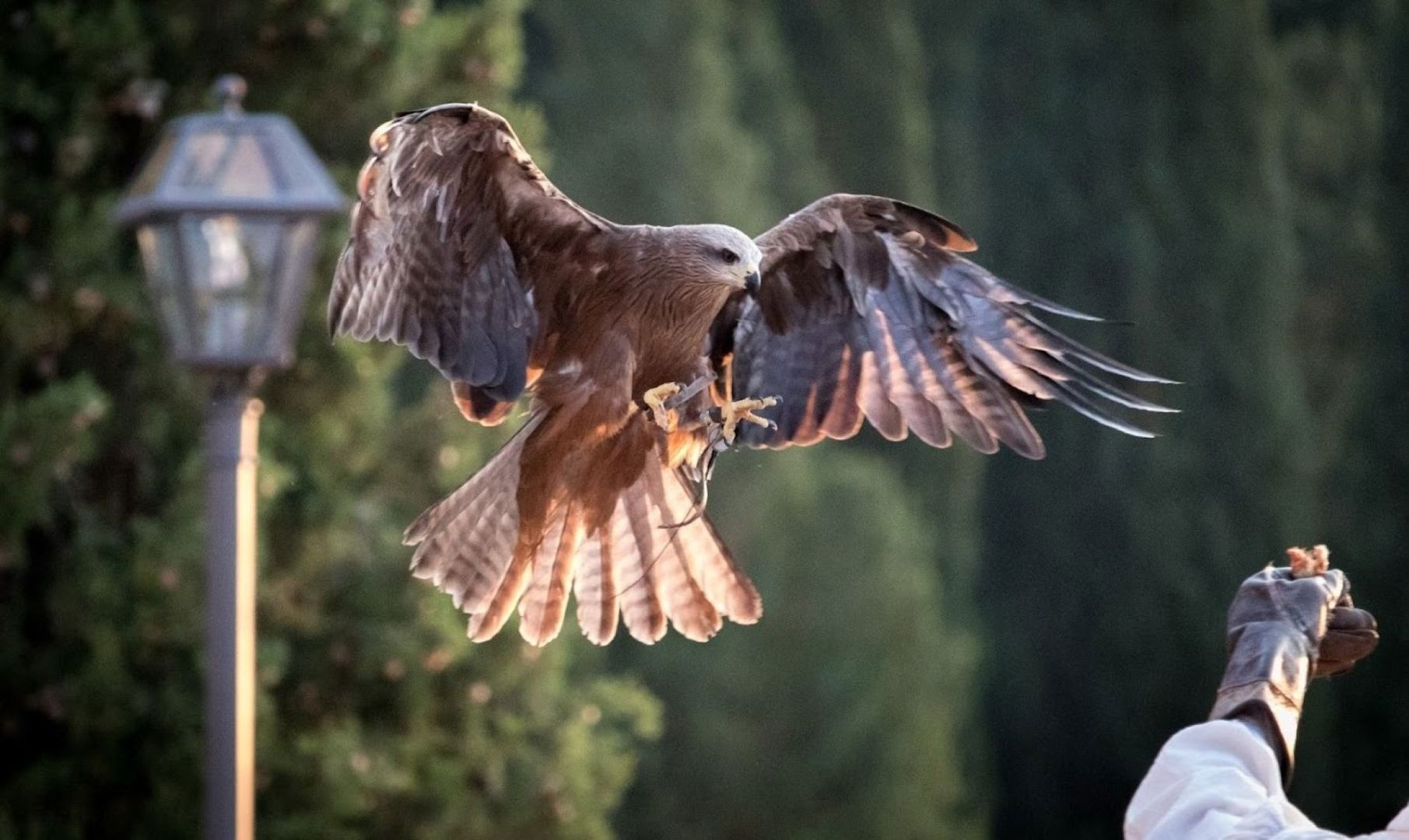 Spettacolo di Falconeria 1