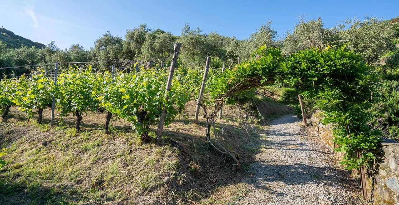 discover-the-cinque-terre-d-o-c-wine-of-buranco-farmhouse