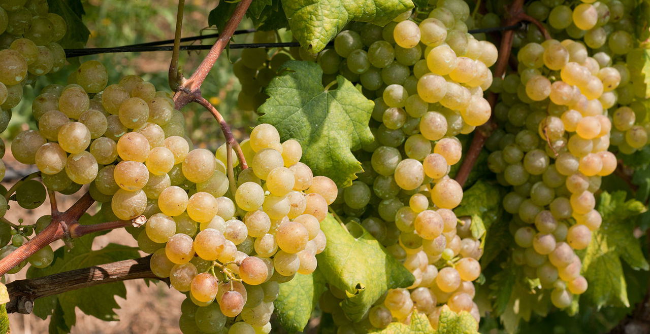 Ristorante Vinery BURANCO — foto 3